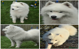 Samoyed dogs for stud: Top Quality KC Proven stud with Champion lineage  - Image 6
