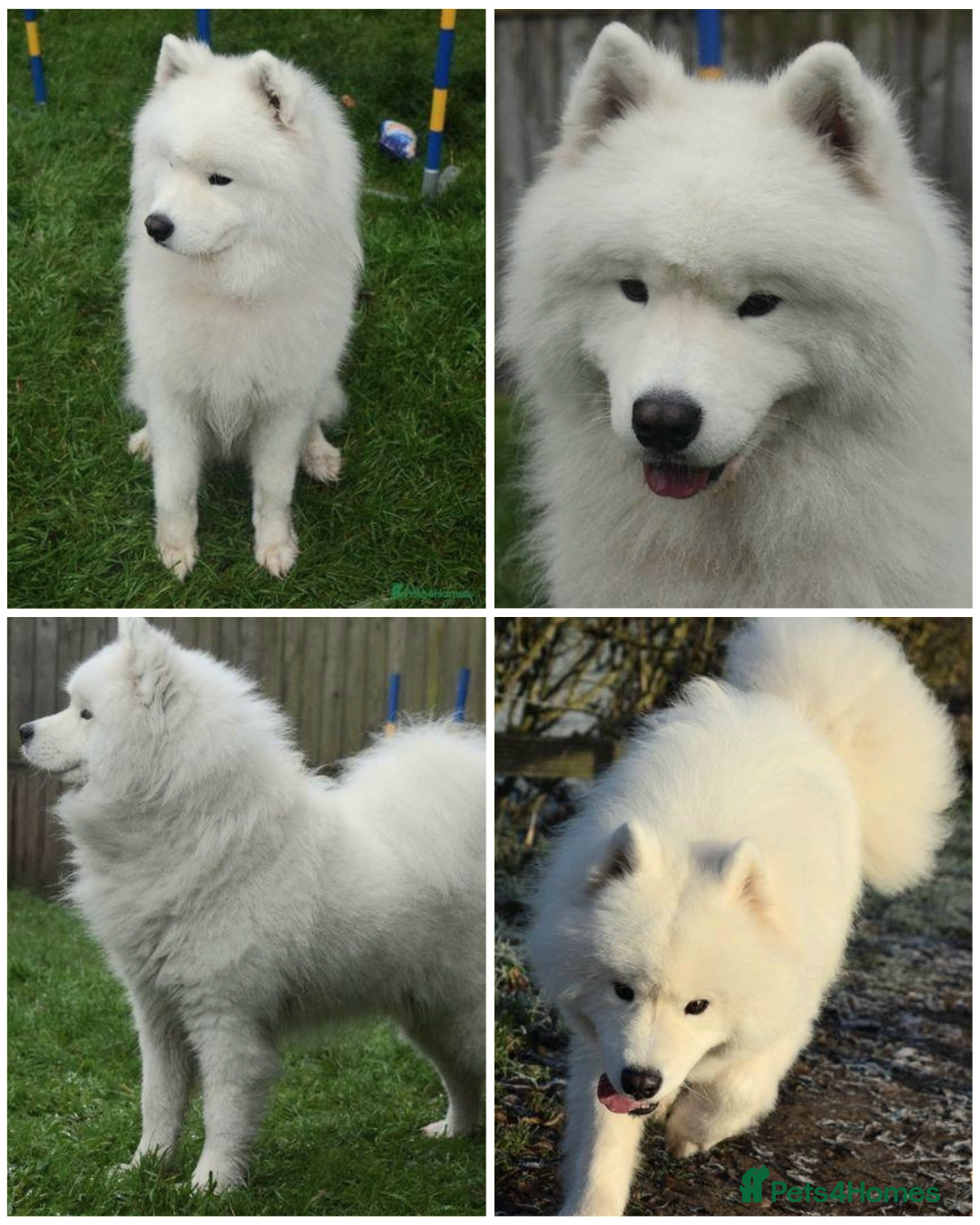 Samoyed dogs for stud: Top Quality KC Proven stud with Champion lineage  - Image 6