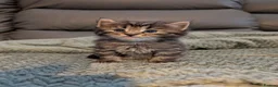 Mixed Breed cats for sale: Adorable Two left out of beautiful litter - Advert 3