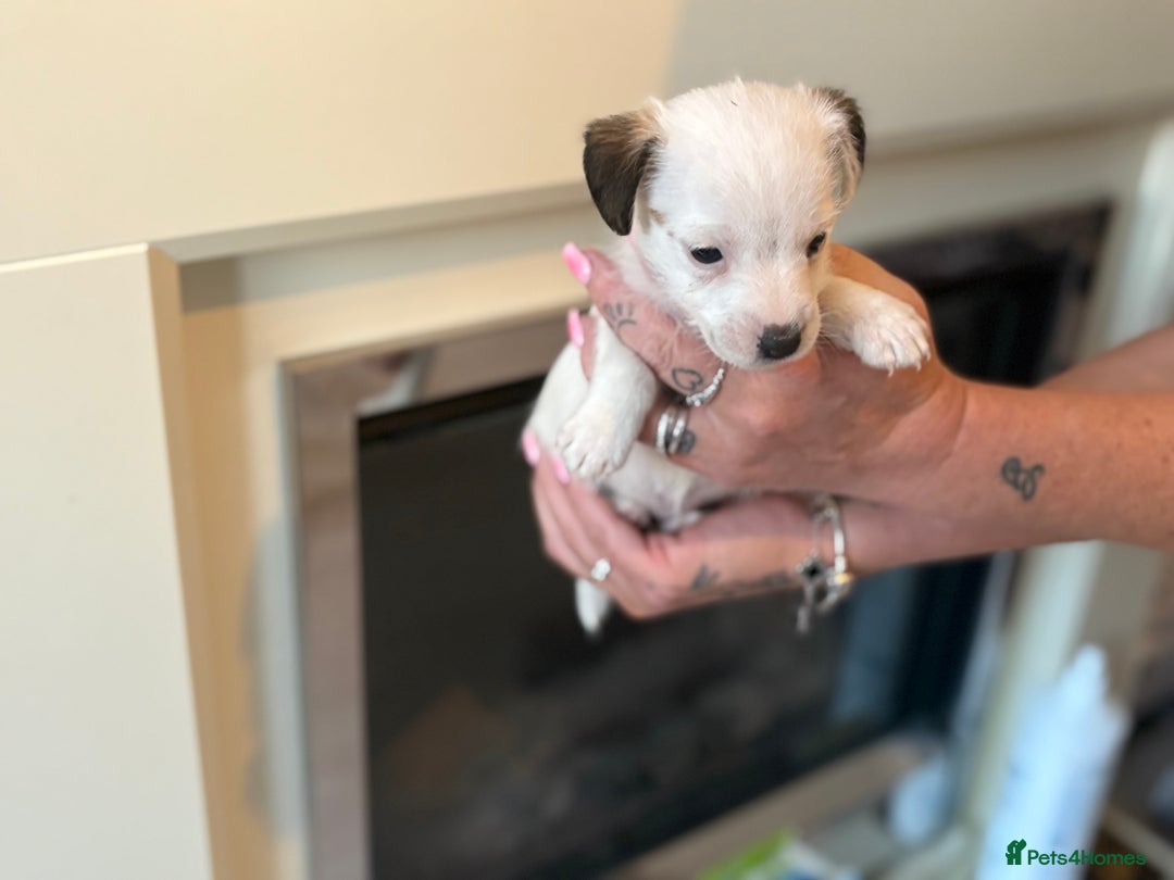 Jack Russell dogs for sale: Jack Russell puppies - Image 1