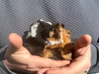 Guinea Pig rodents A pair of baby Sheba Female Guinea Piglets - Advert 1