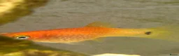 Platies fish for sale: 4 platie fish in Arlesey - Advert 3