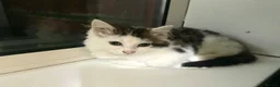 Mixed Breed cats for sale: Fluffy kitten for sale  - Advert 6