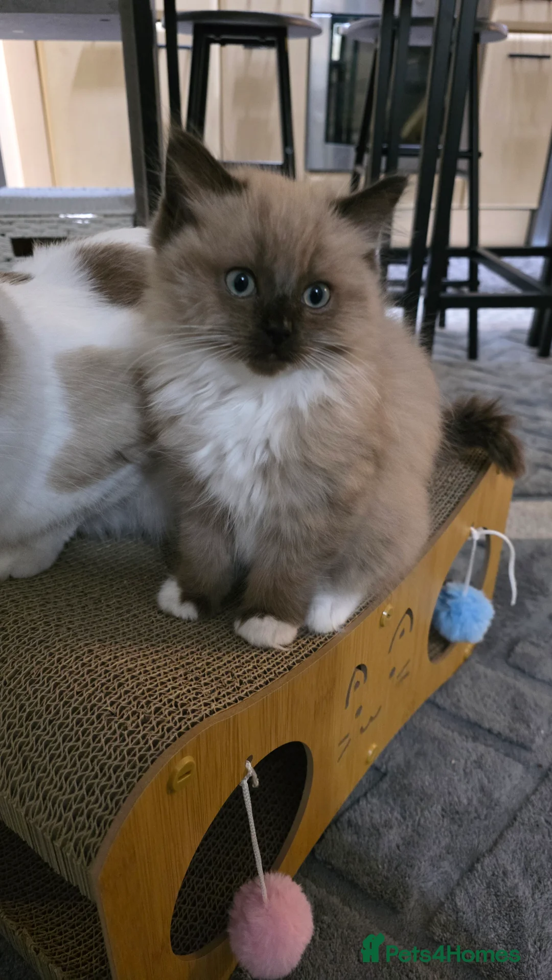 Ragdoll cats for sale: Stunning Mink Ragdoll - Advert 4
