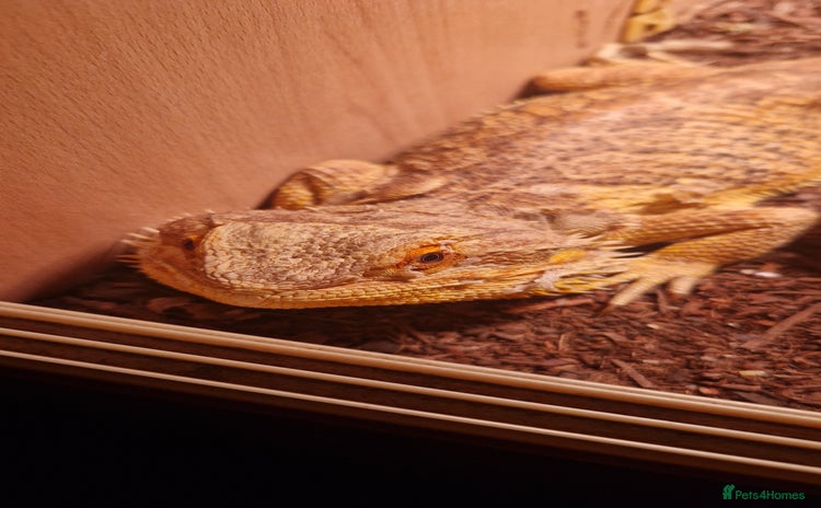Bearded Dragon reptiles - Advert 1