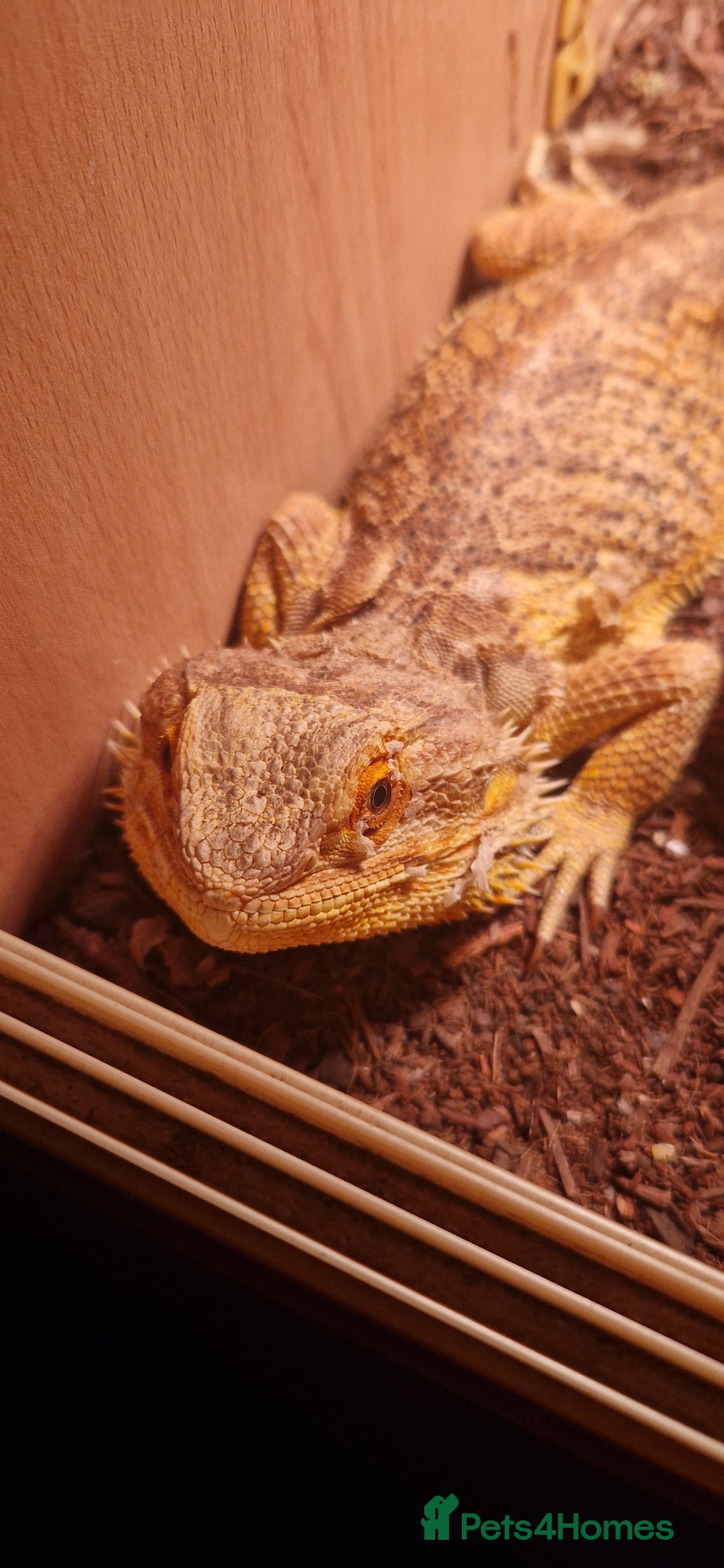 Bearded Dragon reptiles for sale: Bearded dragon (FREE) - Image 1