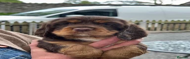  Puppy 8