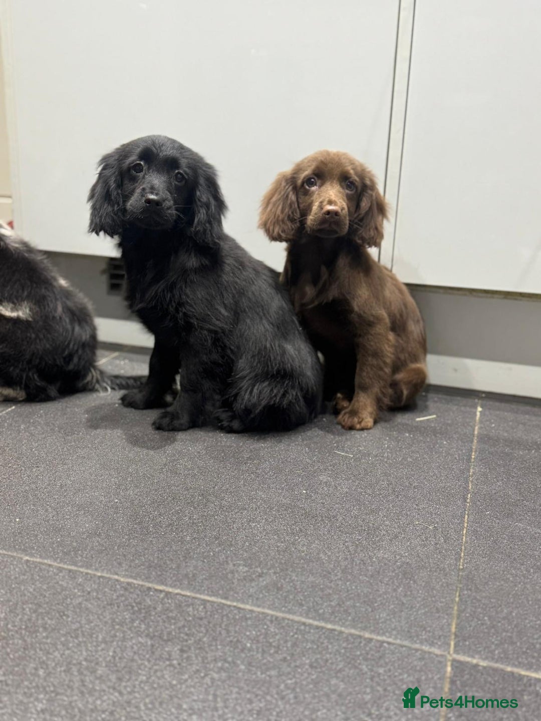 Cockapoo dogs for sale: Silver merle cockapoo puppies  - Advert 19