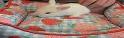 Mixed Breed rabbits for sale: Mini Lop x Netherland Dwarf Bunnies🐇 - Advert 6