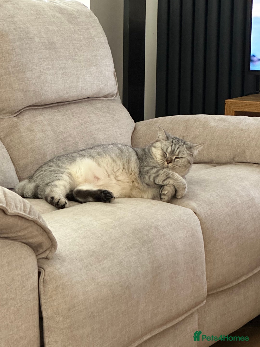 British Shorthair cats for sale: 2x British Shorthair - Advert 21