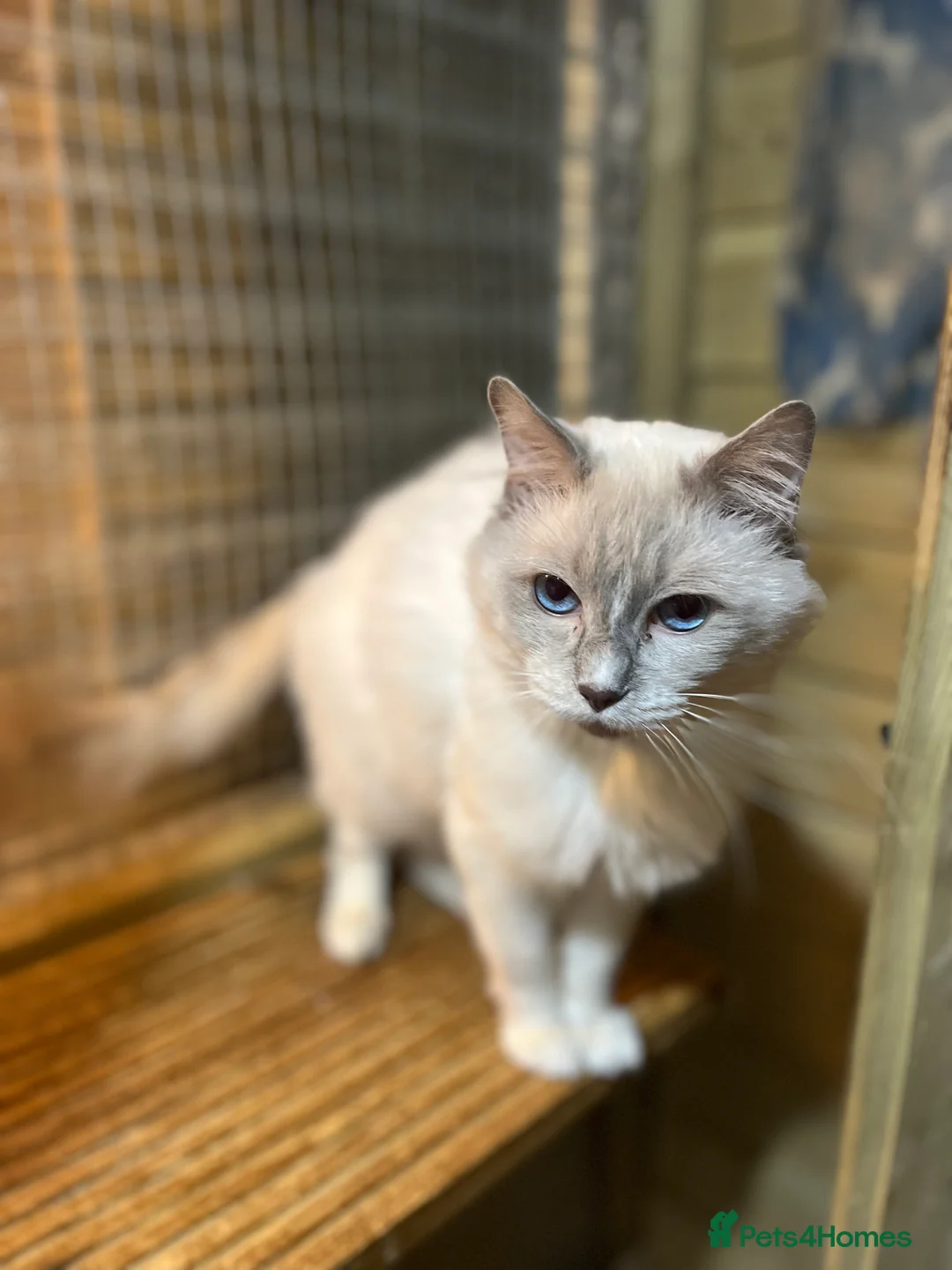 Ragdoll cats for stud: GCCF lilac ragdoll male for Stud  - Advert 2