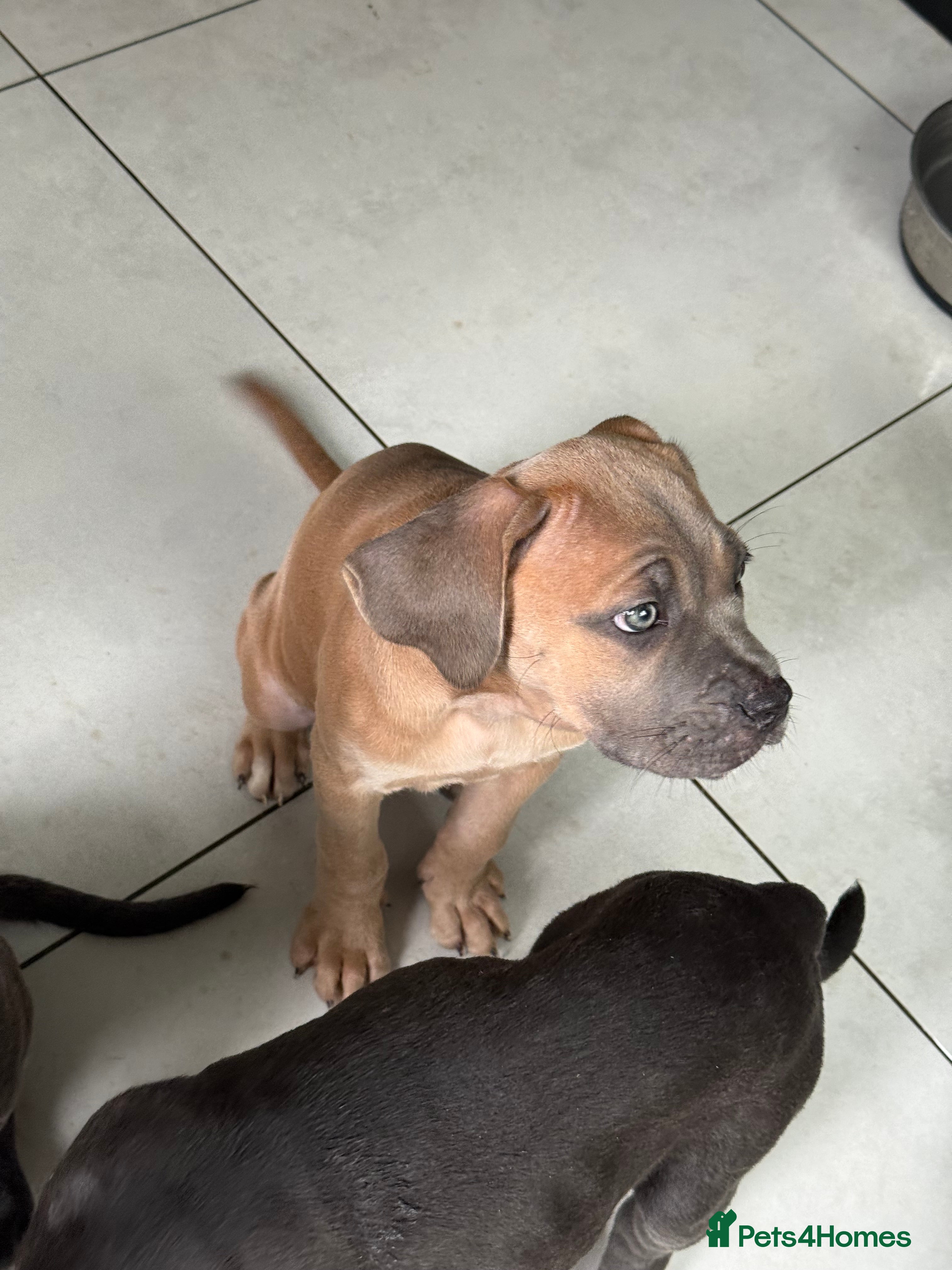 Cane Corso dogs Last 3 left looking for their forever 🏡!🥰 - Advert 2