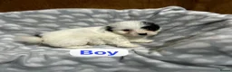 Jackapoo dogs for sale: Jackapoo  - Advert 7