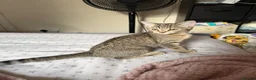 Mixed Breed cats for sale: 2 beautiful tabby white grey kittens available  in Chatham - Advert 2