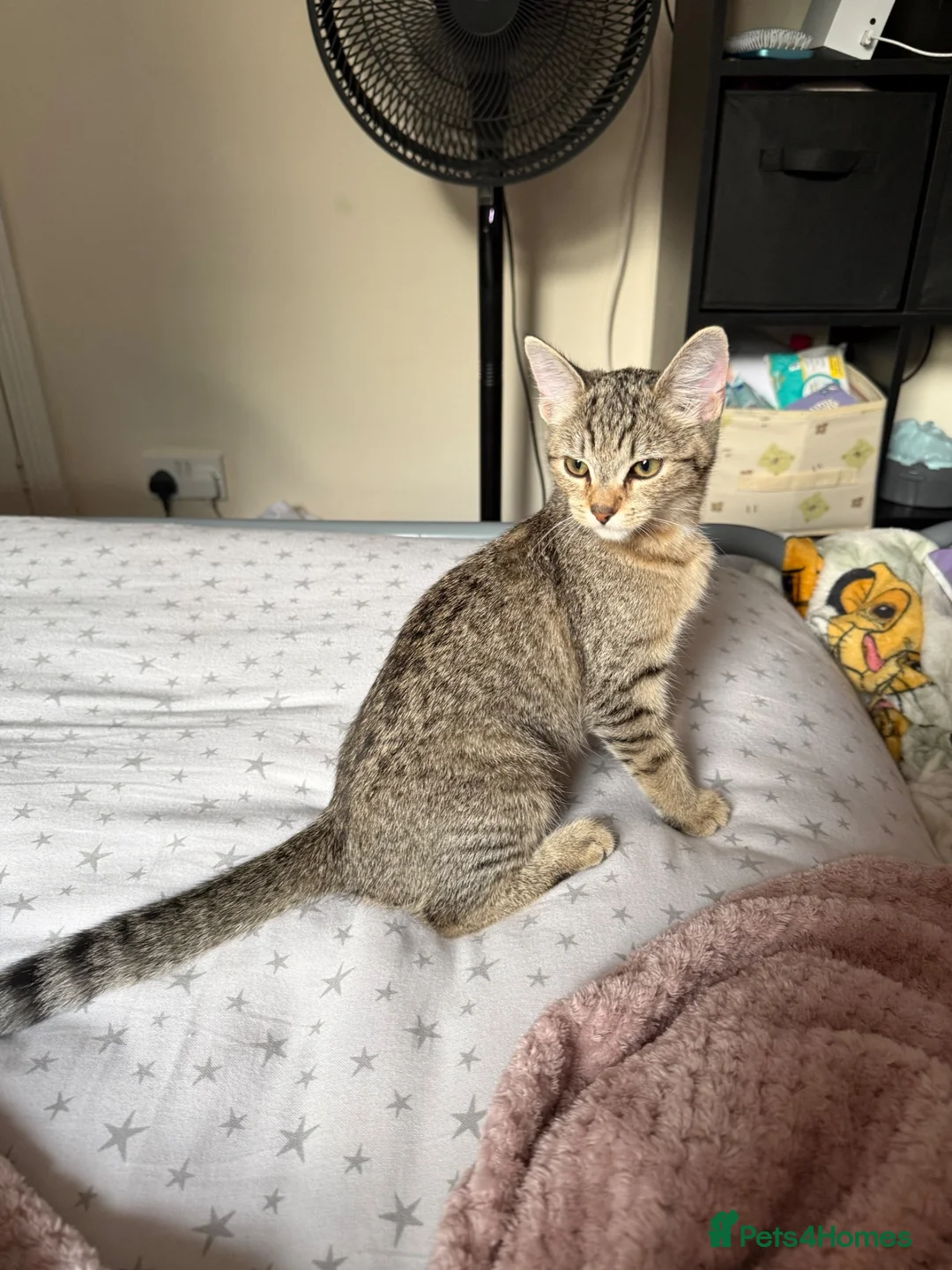 Mixed Breed cats for sale: 2 beautiful tabby white grey kittens available  in Chatham - Advert 2