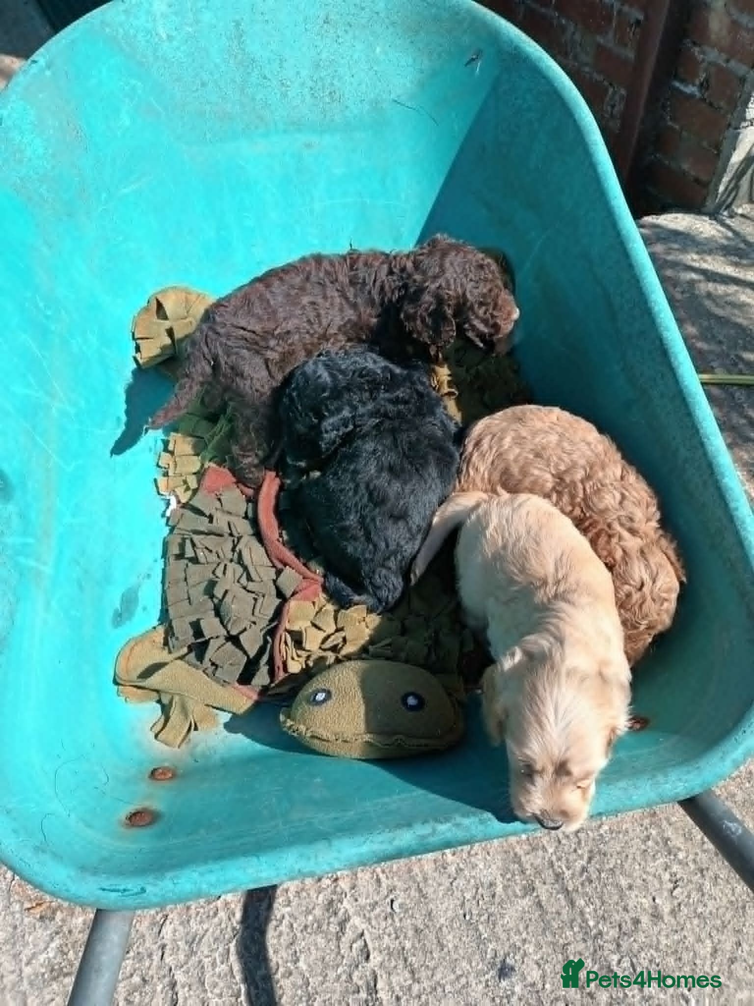 Cockapoo dogs STUNNING F1b COCKAPOO FROM 5* LICENCED BREEDER - Advert 18