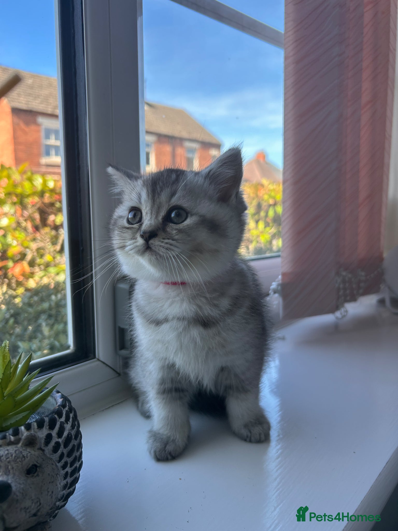 Scottish Fold cats Little buddies ready forever home  - Advert 1