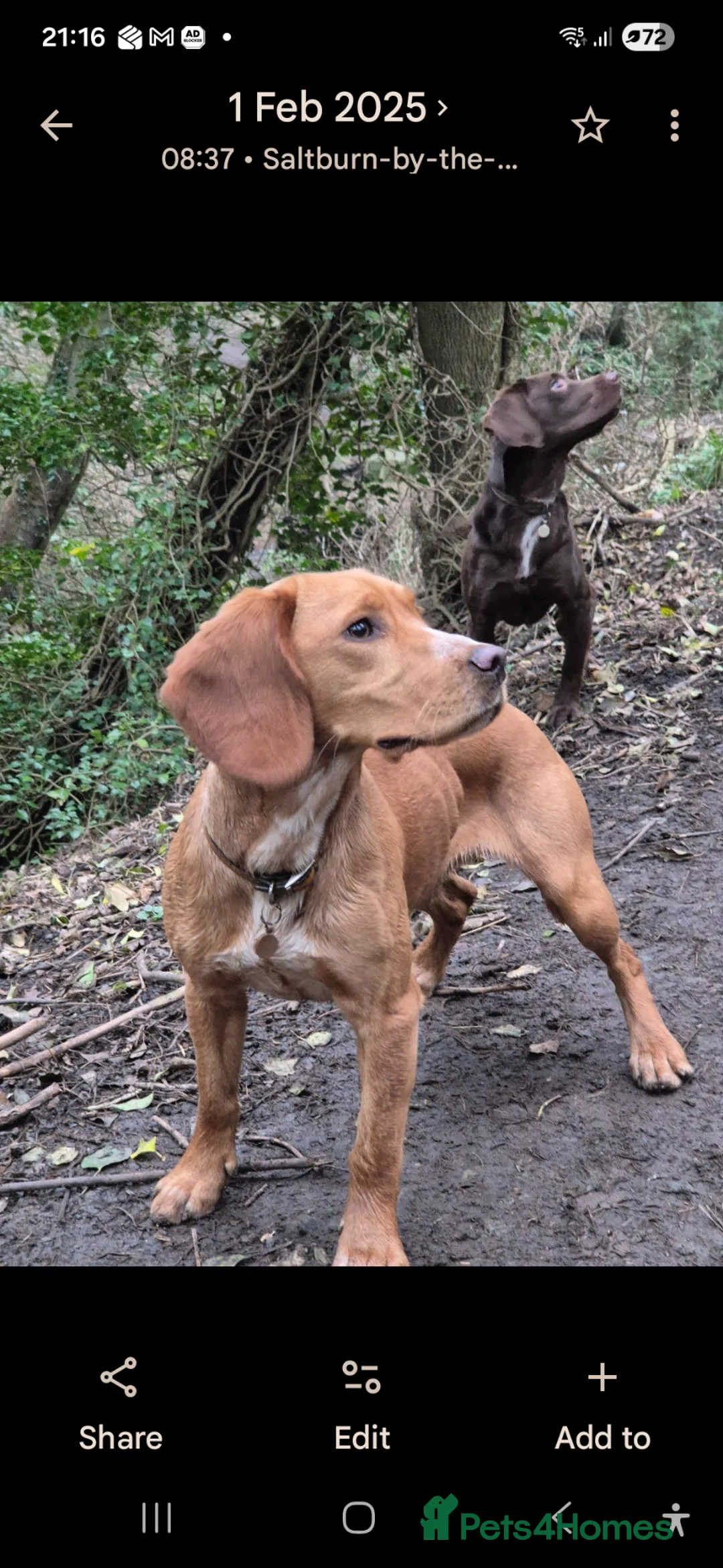 Springador dogs for sale: Amazing springador in Saltburn-by-the-Sea - Advert 1