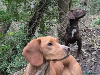 Springador dogs Amazing springador - Advert 2