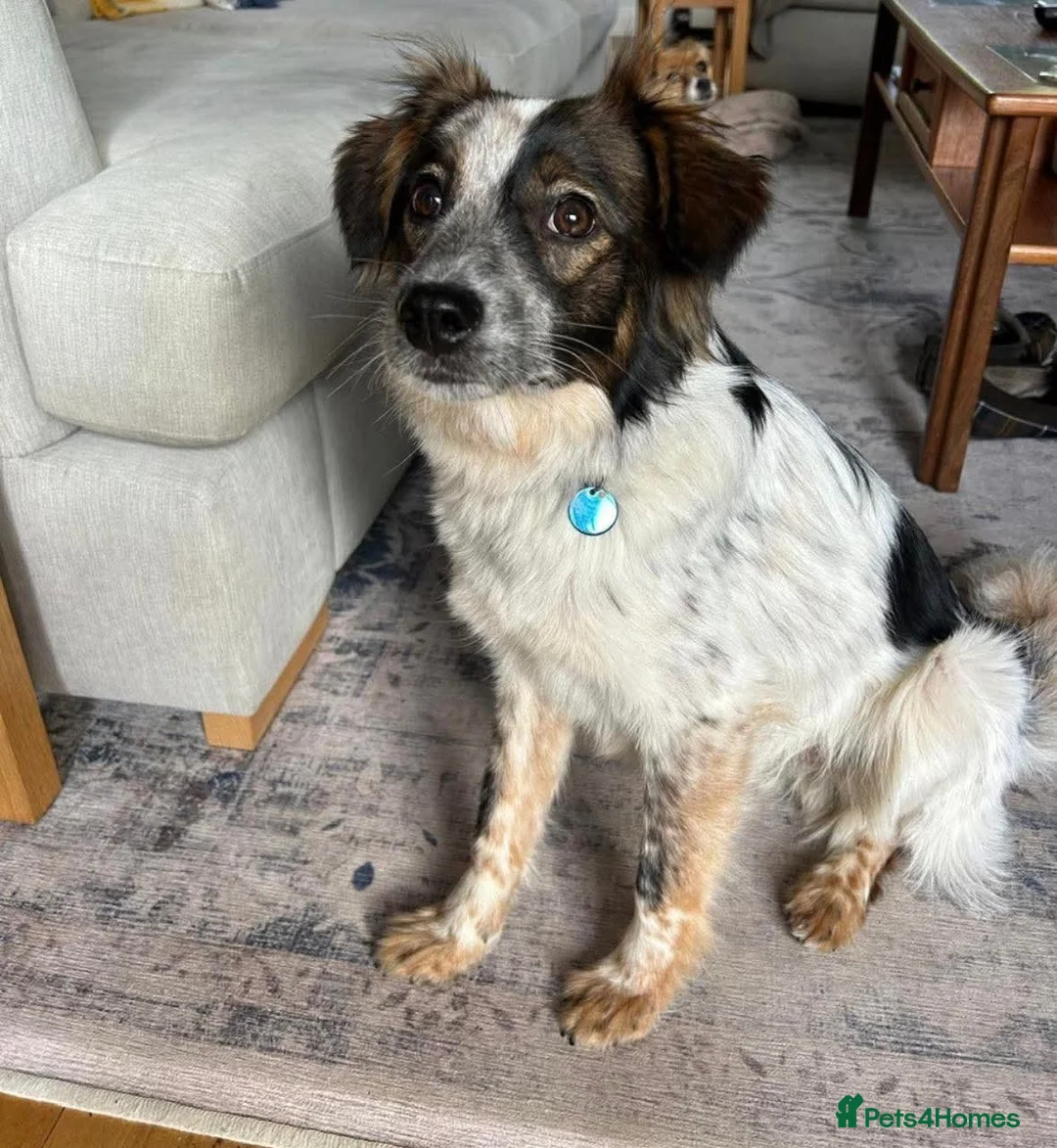 Mixed Breed dogs for adoption: Rescue Chance is looking for his “chance” - Advert 2