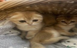 Scottish Fold cats for sale: Gold Chinchilla Scottish fold baby’s  - Image 11