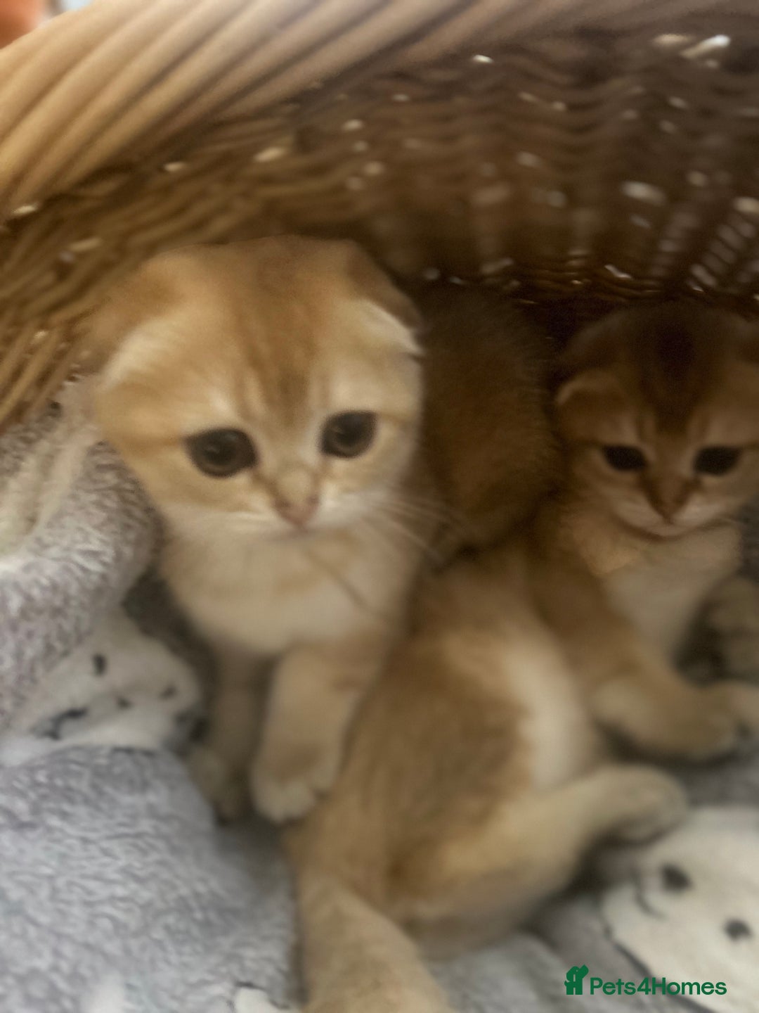 Scottish Fold cats for sale: Gold Chinchilla Scottish fold baby’s  - Image 11
