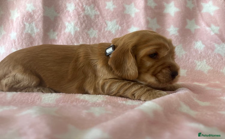 Cocker Spaniel dogs - Advert 1