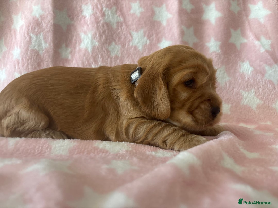 Cocker Spaniel dogs for sale: KC Reg show Type Cocker Spaniels VILLASPANIOL sire - Image 15