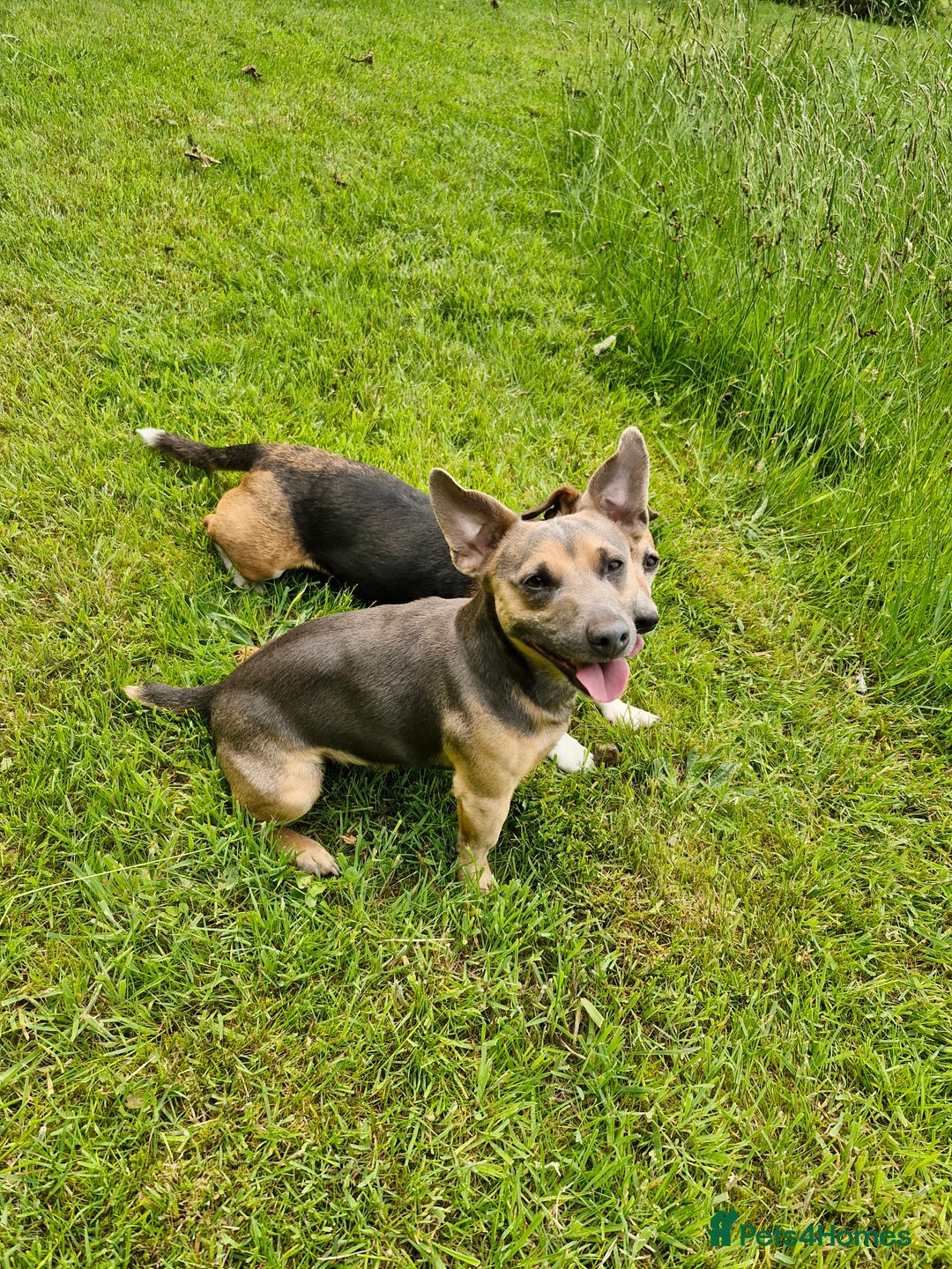 Jack Russell dogs for stud: Blue/lilac JACK russell stud  - Advert 8