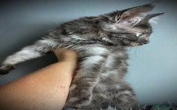 Maine Coon cats for sale: GCCF Black Smoke Female Maine Coon Kitten  - Image 2