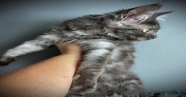 Maine Coon cats - Advert 1
