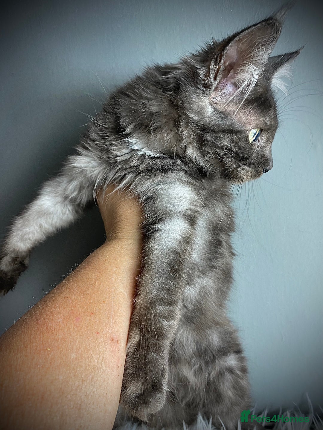 Maine Coon cats for sale: GCCF Black Smoke Female Maine Coon Kitten  - Image 2