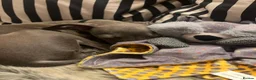 Italian Greyhound dogs for sale: Cutest Exceptional Five-Generation Pedigrees in Nottingham - Advert 15