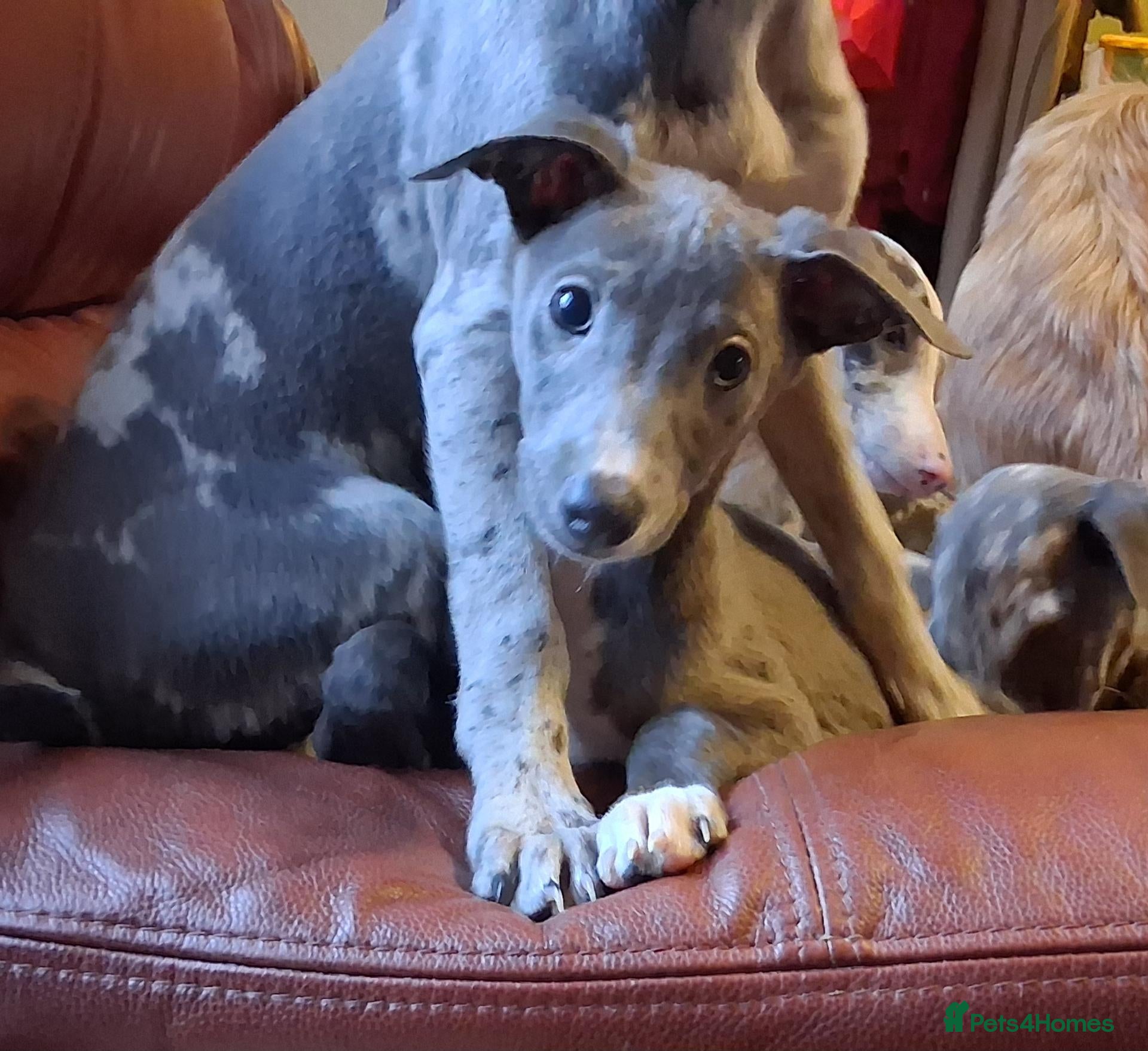 Italian Greyhound dogs Italian greyhound x whippet - Advert 3