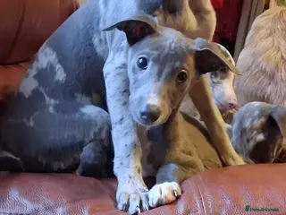 Italian Greyhound dogs Italian greyhound x whippet - Advert 3