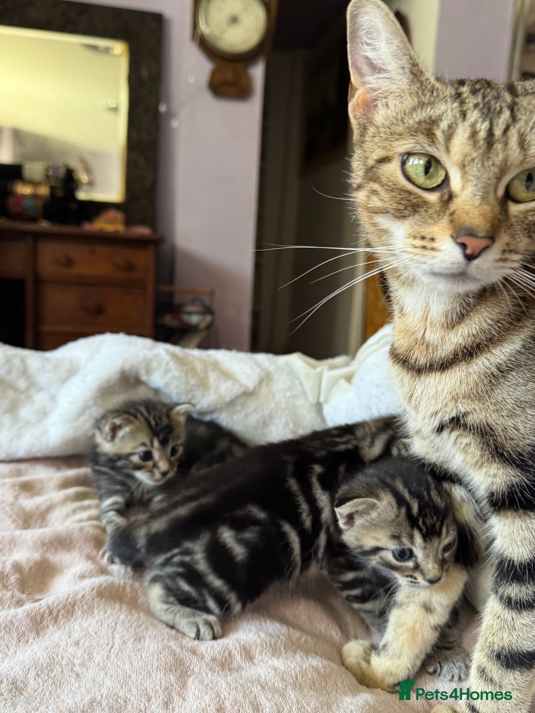 European cats for sale: Tortoiseshell Kittens - November  - Image 10