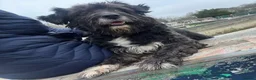 Mixed Breed dogs for adoption: Meet Livi, currently residing in Cheshire - Advert 2