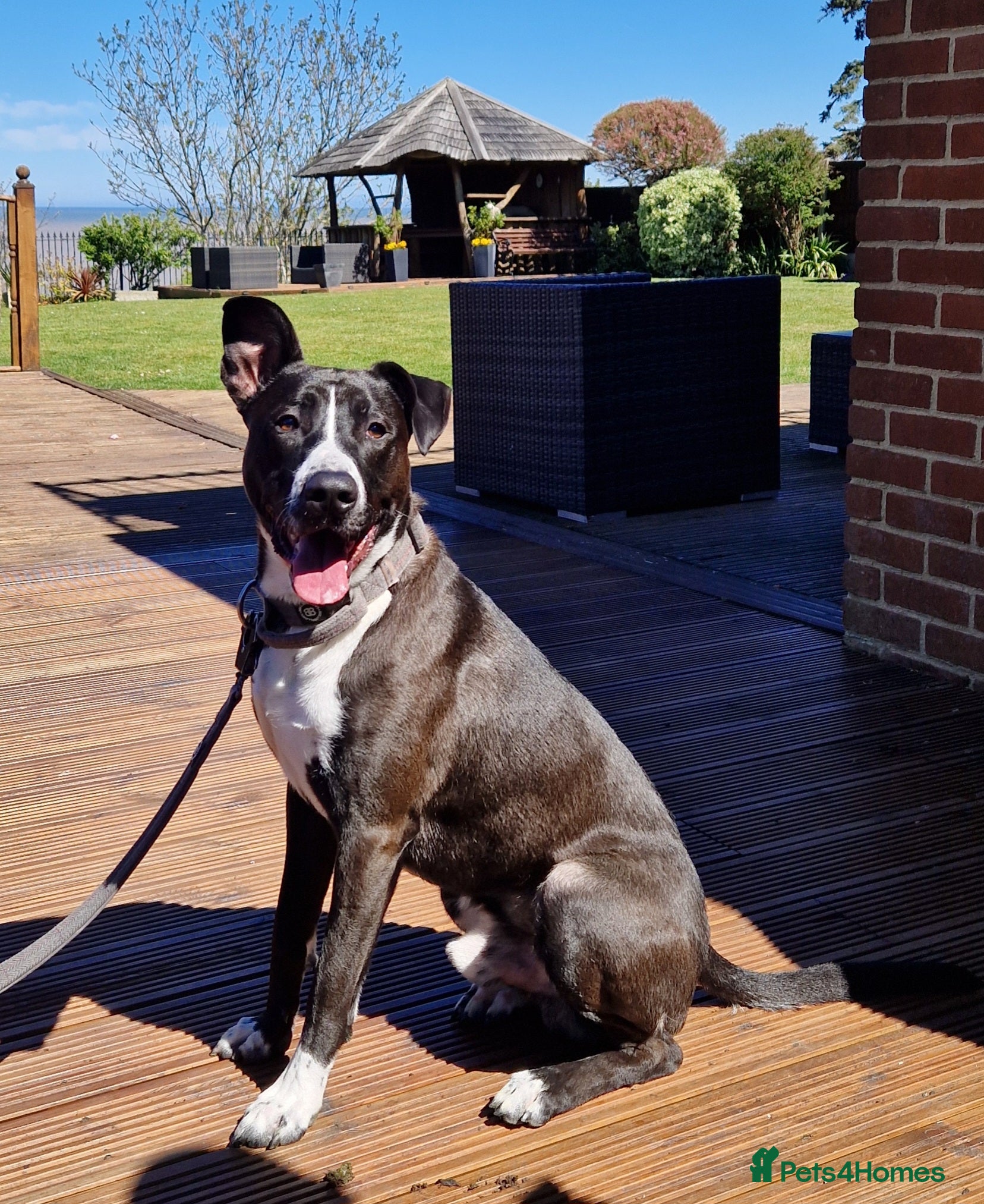 Mixed Breed dogs Collie/Malinois Type, Active & Trainable - Advert 1