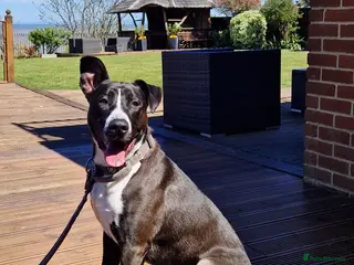 Mixed Breed dogs Collie/Malinois Type, Active & Trainable - Advert 17