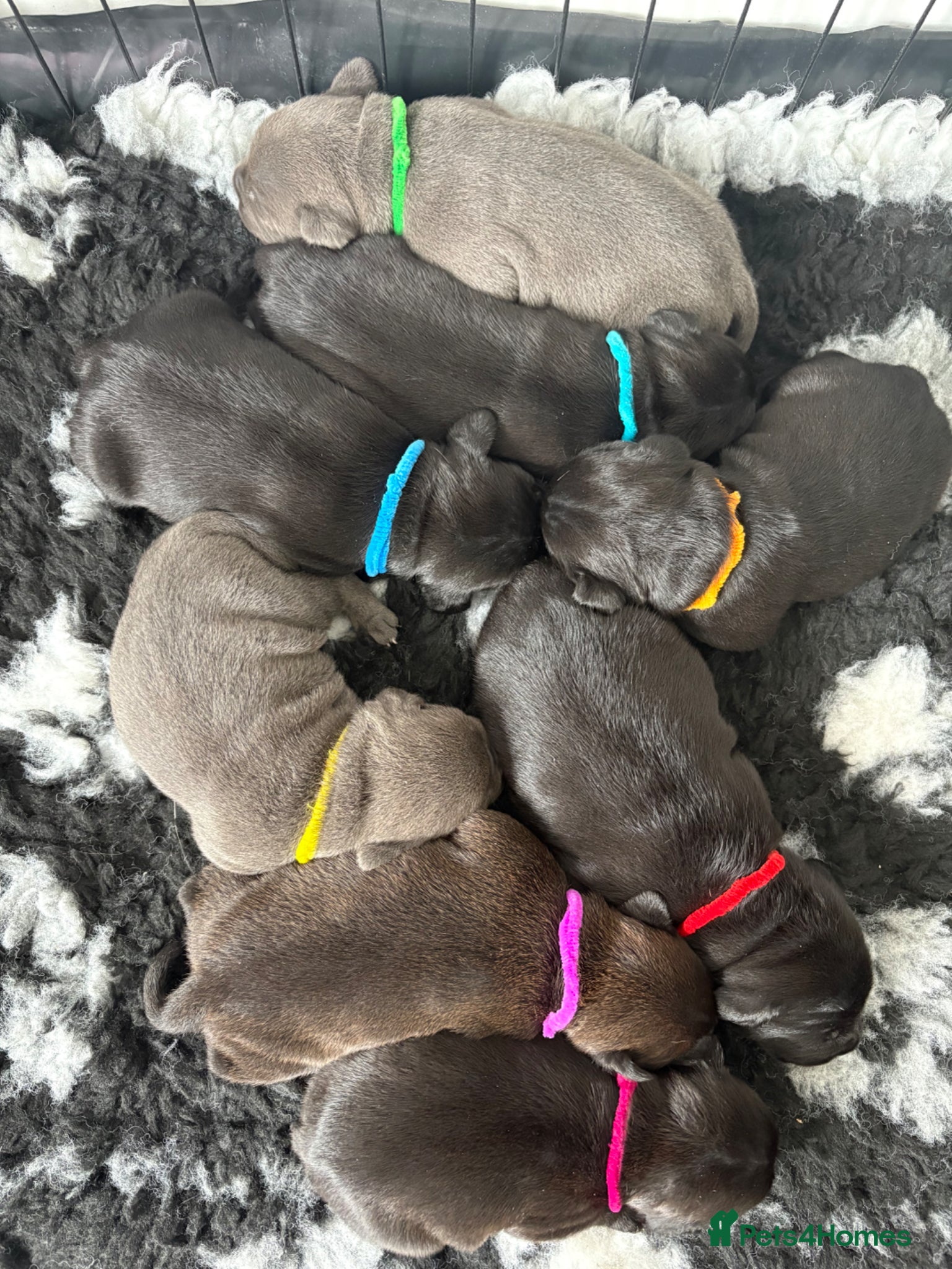 Staffordshire Bull Terrier dogs Effi & Mr.T stunning blue/black litter of 8. - Advert 9