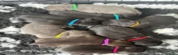 Staffordshire Bull Terrier dogs for sale: Effi & Mr.T stunning blue/black litter of 8. in Bishop Auckland - Advert 1