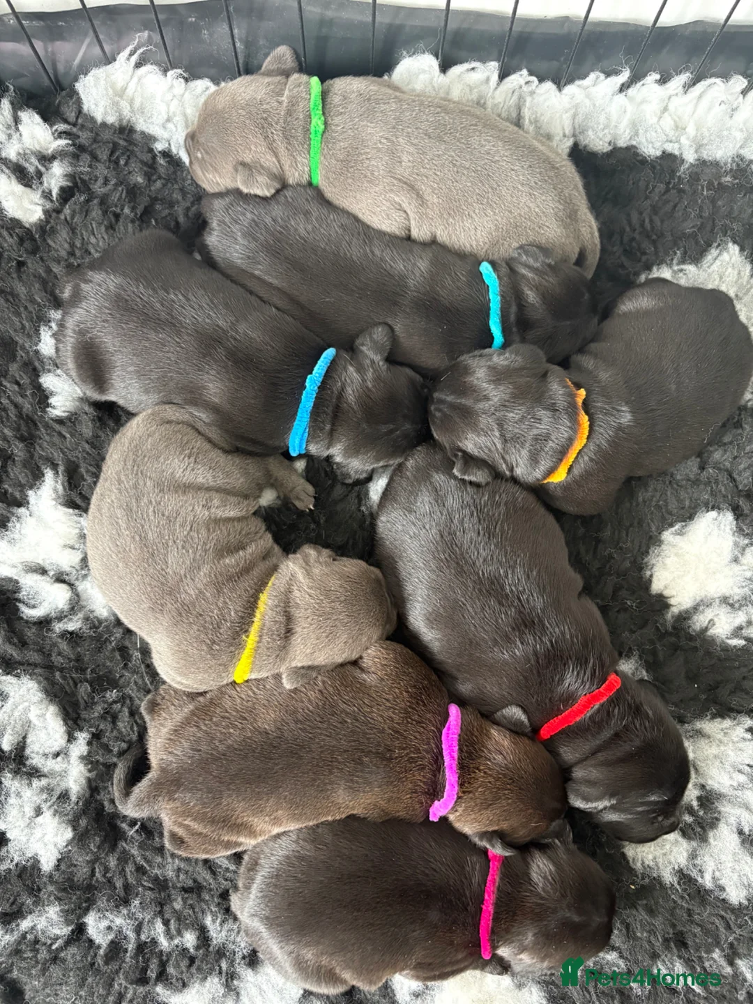 Staffordshire Bull Terrier dogs for sale: Effi & Mr.T stunning blue/black litter of 8. in Bishop Auckland - Advert 1