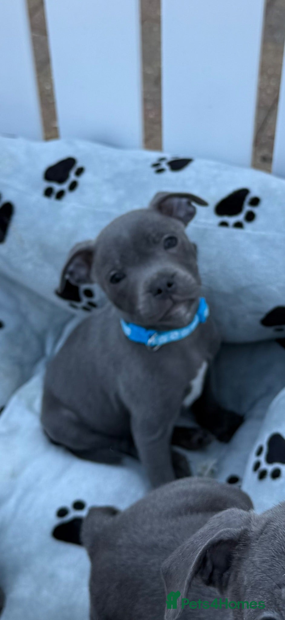 Staffordshire Bull Terrier dogs KC Health Tested SBT Puppies. - Advert 1