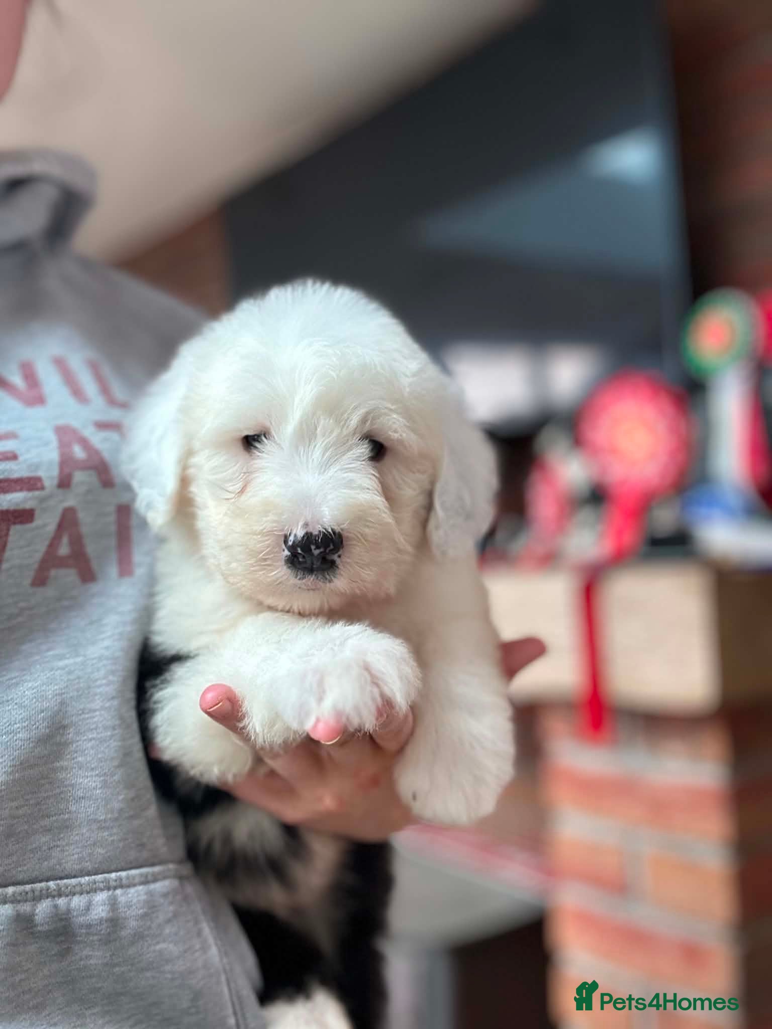 Old English Sheepdog dogs Old English sheep dog puppies  - Advert 1