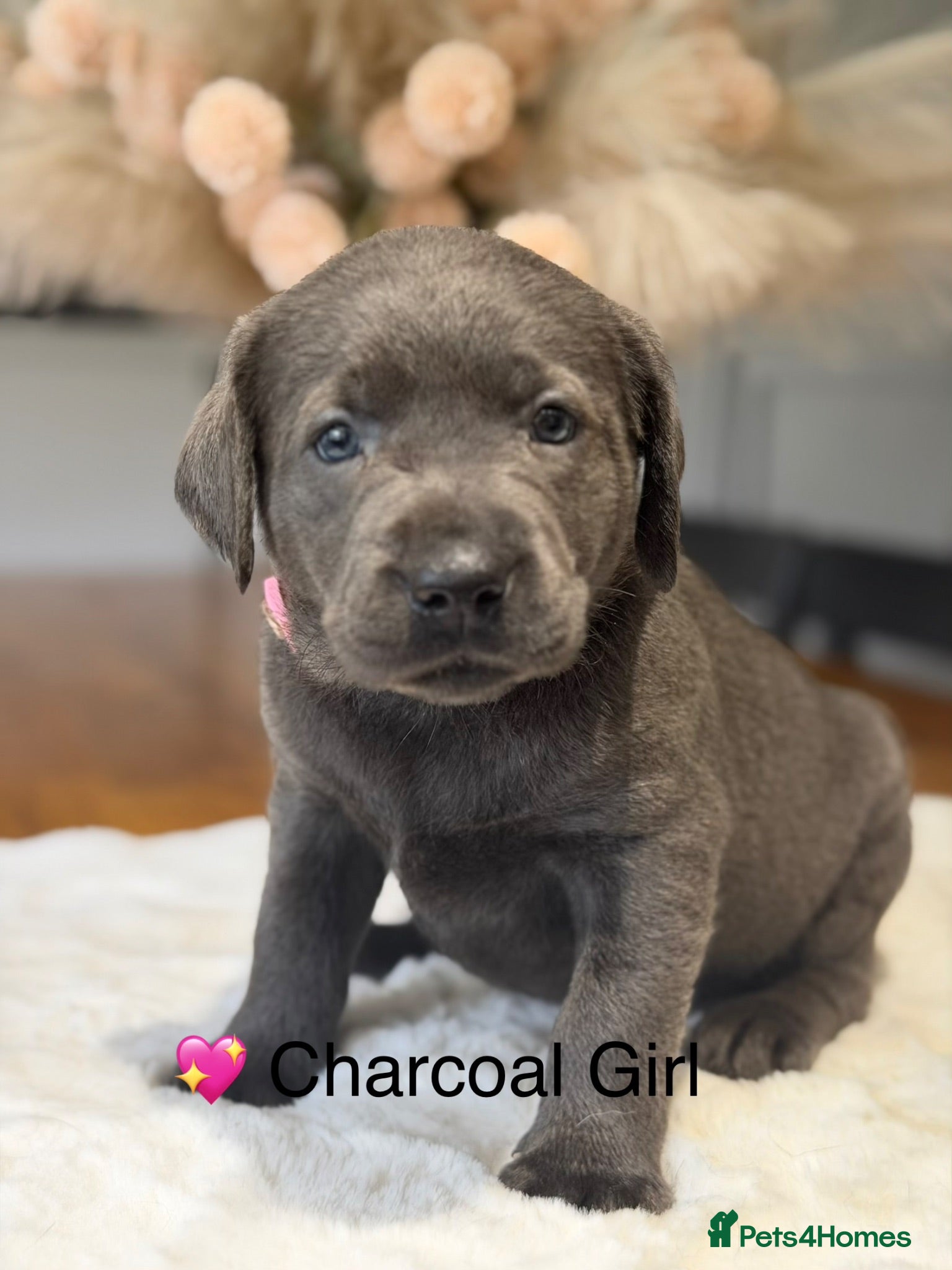 Labrador Retriever dogs Exceptionally health tested Kc reg Labrador pups - Advert 2