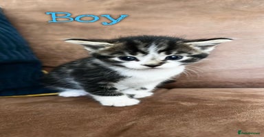 Mixed Breed cats - Advert 7