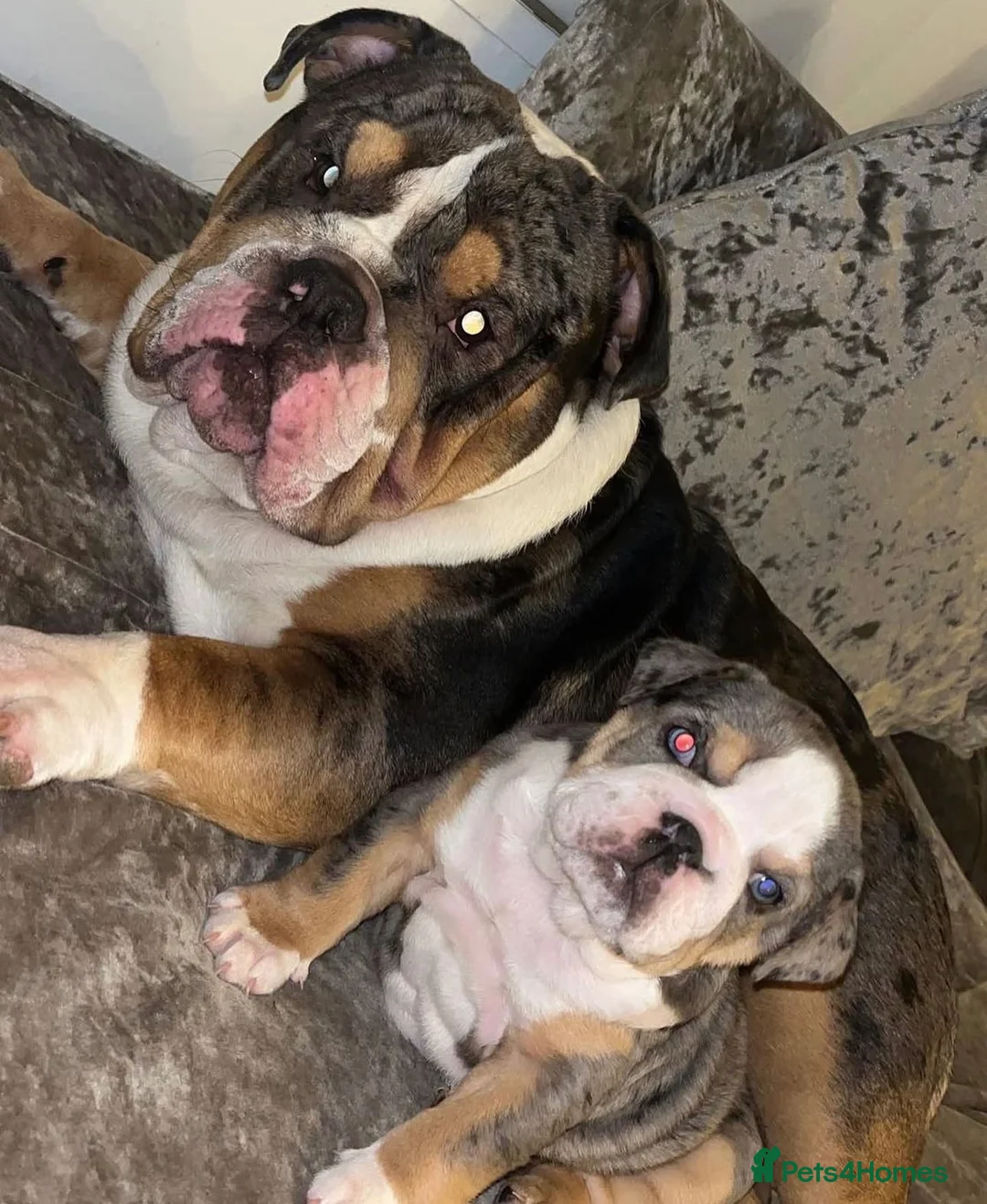 English Bulldog dogs for stud: Bruno 🏆🏆 - Advert 2