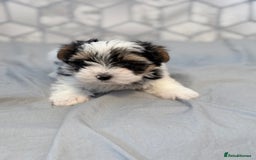 Yorkshire Terrier dogs for sale: Beautiful Yorkshire biewer terrier - Image 23