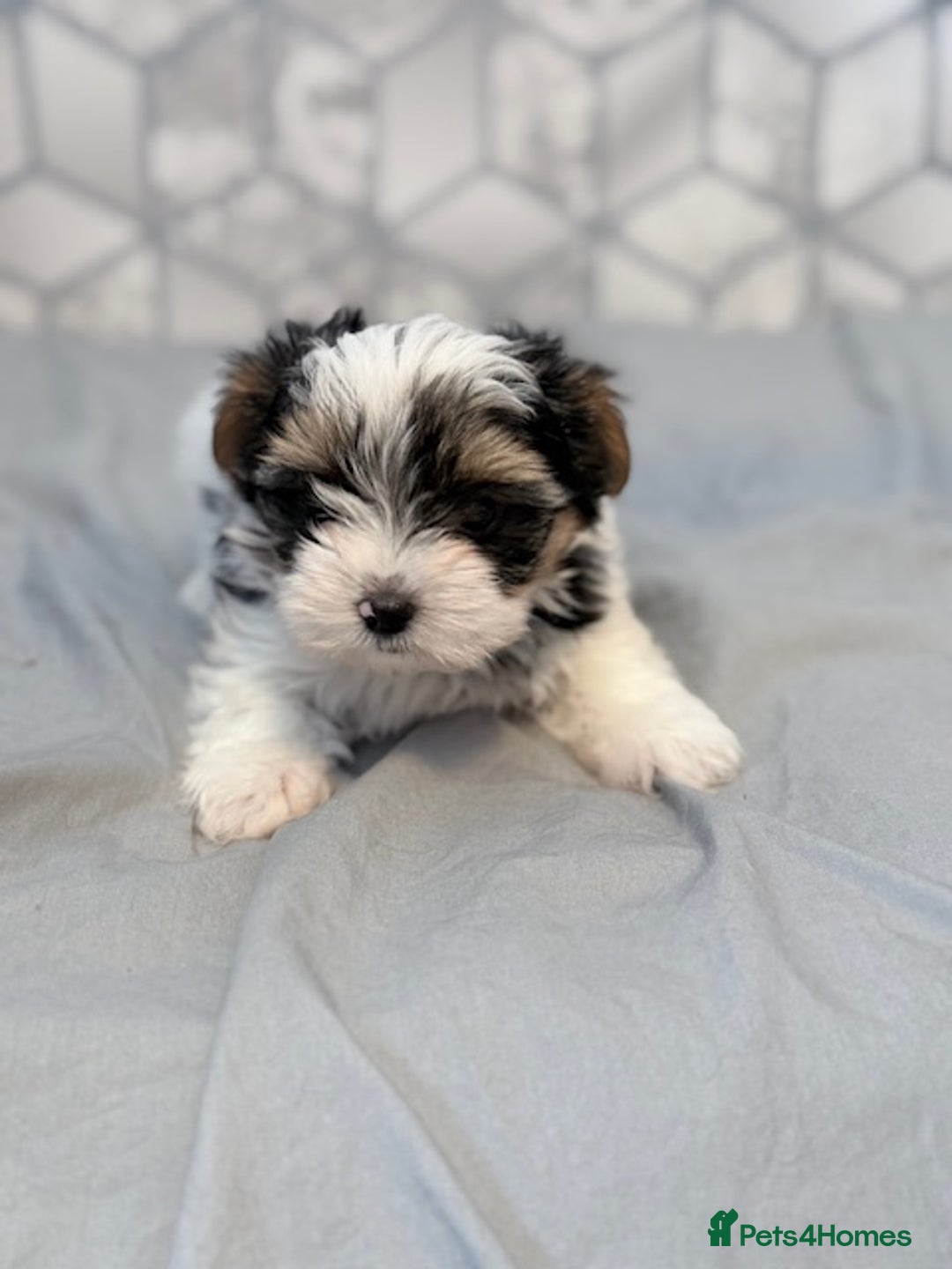 Yorkshire Terrier dogs for sale: Beautiful Yorkshire biewer terrier - Image 23