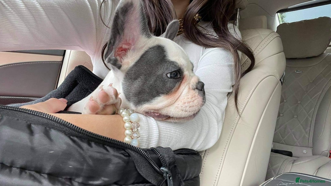 French Bulldog dogs for sale: French Bulldog  - Image 11
